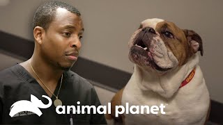 Bulldog se come un juguete y pone en riesgo su vida  Veterinarios de Texas  Animal Planet [upl. by Kazim21]