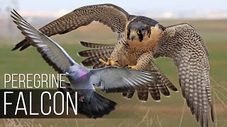 PEREGRINE FALCON  Bird Slayer and Dive master The Fastest Animal on the Planet [upl. by Oj]