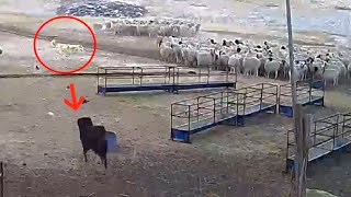 Tibetan Mastiff protects sheep flock from a wolf  Must Watch [upl. by Vania]