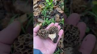 Cueillette de morilles  La saison des morilles 2023 Shorts nature asmr [upl. by Palermo]