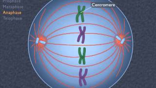 Animation How the Cell Cycle Works [upl. by Atinid]