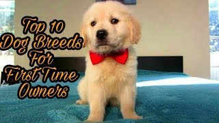 TOP 10 DOG BREEDS FOR FIRST TIME OWNERS IN INDIA [upl. by Akered931]