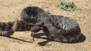 Amazing rattlesnake encounter [upl. by Merp]