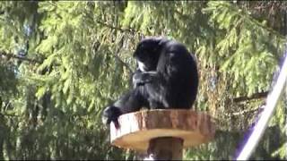 Tierpark Bad Pyrmont Neuzugang SIAMANG [upl. by Cornell]