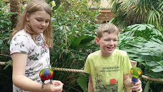 Little Zoo Keeper experience at Dudley Zoo and Castle [upl. by Florette422]