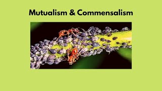 Mutualism amp Commensalism  explained in Urdu and Hindi [upl. by Nojad]