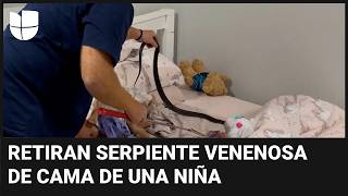 Esta serpiente venenosa se escondía en la cama de una niña así fue retirada [upl. by Sheng]