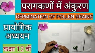 परागकणों में अंकुरण।Germination of pollen grains प्रायोगिक अध्ययन। [upl. by Efal]