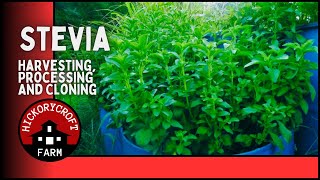 Harvesting Processing And Cloning Stevia The Sweetest Plant On Earth [upl. by Garbe855]