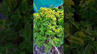 Ajwain plant and its benefits of eating and tips for growing ajwainplant ajwain 2024 garden fb [upl. by Rosel]