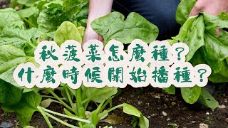 秋菠菜怎麼種？秋菠菜什麼時候開始播種？种植 蔬菜 [upl. by Seem]