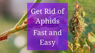 Get Rid of Aphids Fast and Easy [upl. by Lekar]