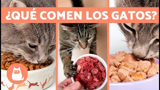 GUÍA de ALIMENTACIÓN PARA GATOS de todas las edades 🐱  Tomas y cantidad en toda la vida de tu gato [upl. by Maxey]