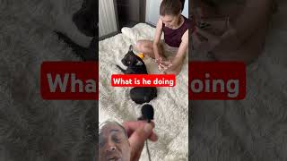 What is it doing frenchie frenchbulldog funny puppy angrychihuahua mreviatar reaction [upl. by Anedal971]