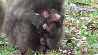 Baby Chacma Baboons Tokai Plantation Cape Town  Filmed by Greg Morgan [upl. by Moriyama]