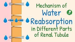 Water Reabsorption in the Renal Tubule  Aquaporin Water Transport Mechanism of Water Reabsorption [upl. by Shanan618]