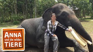 Beim Elefantendoktor  Reportage für Kinder  Anna und die wilden Tiere [upl. by Kirkwood34]