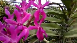 Renanthera Orchid quotAzimanbe Orchisquot with Shocking Pink Flower [upl. by Boni]