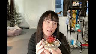 Amazon Review  Ionantha Guatemala Tillandsia Air Plant [upl. by Ander]