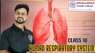 Human Respiration cbse class 10 science life processes [upl. by Rosse]