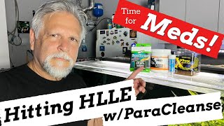 My Fish Tank Medication Steps Hitting HLLE with ParaCleanse [upl. by Aicen]