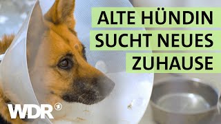 Alte Schäferhündin trauert Eine TVSendung soll aushelfen  S02E05  Hallo Tierheim  WDR [upl. by Carce]