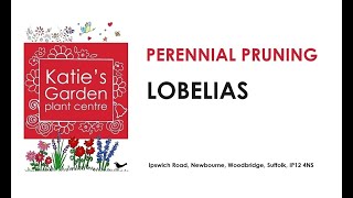 How to look after perennial Lobelias a pruning guide [upl. by Eus692]