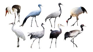 8 Species of Crane Birds  Family Gruidae Genus Grus [upl. by Nivrac]