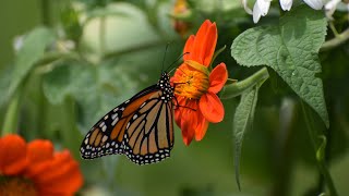 How to grow Tithonia from Seed  Northlawn Flower Farm [upl. by Alegnatal]