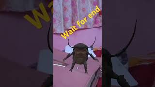 Cockroach dance video funny shortvideo [upl. by Torie]