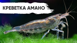 Креветки Амано Amano shrimp Caridina japonica [upl. by Hannis]