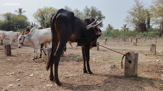 Mudalagi Cattles Fair cattles cattlemarket mudalagi bullsmarket indiancow [upl. by Ahsiya90]