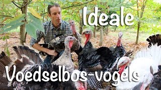 Ideale voedselbosvogels [upl. by Alton]