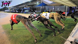 Australian racing greyhounds  Dog race [upl. by Aenet]