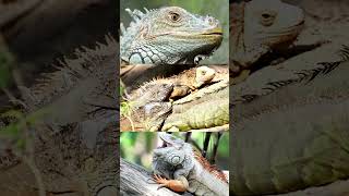 CURIOSIDADES DE LAS IGUANAS iguana animales reptiles [upl. by Tolman414]