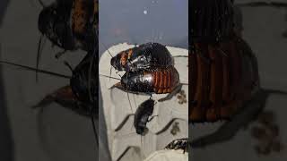 Giant Madagascar Hissing Cockroach Colony [upl. by Ermey3]