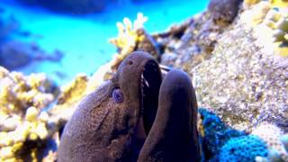 Diving in Sharm el Sheikh  Ras Muhammad [upl. by Schiro]