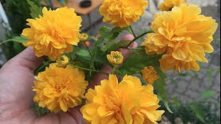 Caring and Propagating Kerria Japonica Ranunkelstrauch [upl. by Calysta]