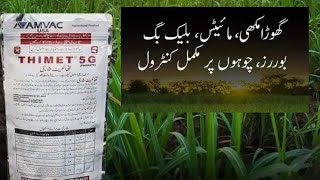 Thimet Swat agro  AMVC USA  phorate  Usages and benefits for crops  Kissan Ghar [upl. by Aronid823]