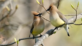 Cedar Waxwings Courting [upl. by Akirre]