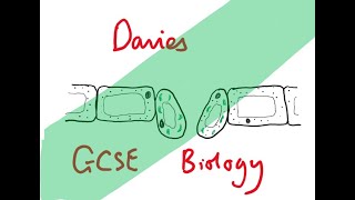 GCSE Biology 21 Leaf Structure and Function [upl. by Norahs]