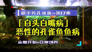 遭遇惡性孔雀魚病——白頭白嘴病，新手養孔雀魚17 [upl. by Leahkim615]