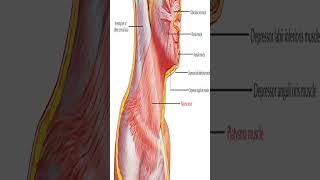 Anatomy Platysma Muscle shorts [upl. by Devine976]