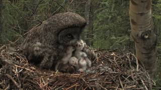 great gray owl family [upl. by Einohpets]