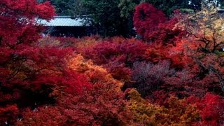 autumn foliage京都の紅葉スポット東福寺 20121123 Tofukuji templekyoto Japan [upl. by Lindahl]