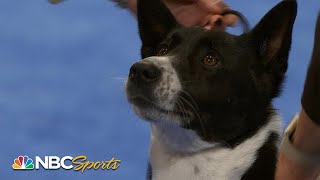 National Dog Show 2023 Herding Group Full Judging  NBC Sports [upl. by Ranilopa970]