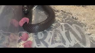 Black King Snake Eats Pinkies  Warning Live Feeding [upl. by Einahpit749]