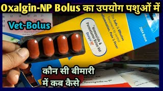 OxalginNP BolusNimesulide and Paracetamol कब कैसे कौन सी बीमारी में उपयोग करेंVetBolus [upl. by Allimak]