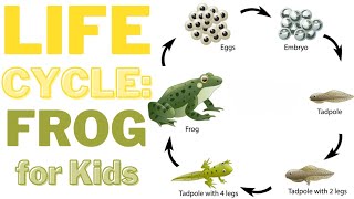 Hop into Learning The Life Cycle of a Frog [upl. by Enilkcaj160]