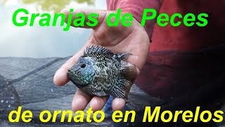 CRIADEROS DE PECES EN MORELOS [upl. by Jehias]